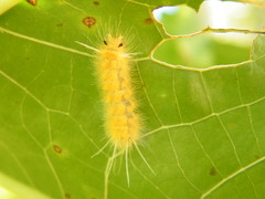 Lophocampa annulosa