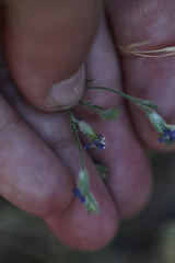 Eriastrum sapphirinum