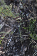 Eriastrum sapphirinum