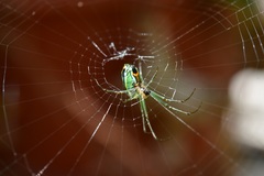 Leucauge argyrobapta