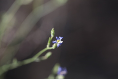 Eriastrum sapphirinum