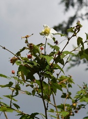 Rubus trilobus