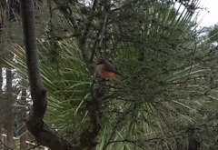 Pyrocephalus rubinus