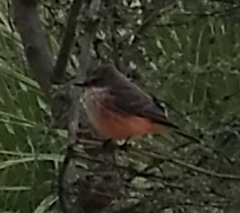 Pyrocephalus rubinus