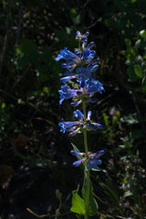 Penstemon subglaber