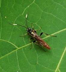 Ichneumon ultimus
