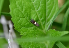 Grapholita fana