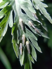 Graphocephala confluens