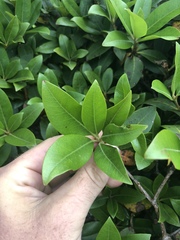 Rhododendron smokianum
