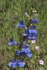 Penstemon subglaber