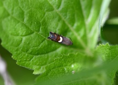 Grapholita fana