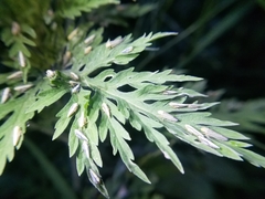 Graphocephala confluens