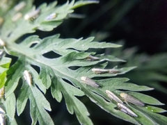 Graphocephala confluens