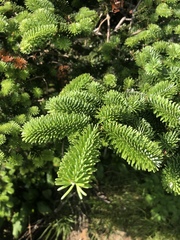 Abies fraseri