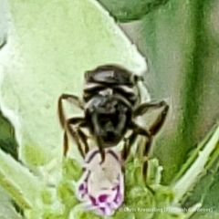 Lasioglossum pectorale