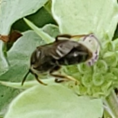 Lasioglossum pectorale