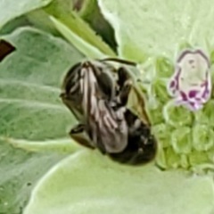 Lasioglossum pectorale