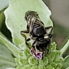 Lasioglossum pectorale