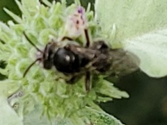 Lasioglossum pectorale