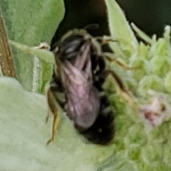 Lasioglossum pectorale