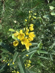 Lysimachia davurica
