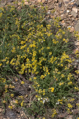Ivesia gordonii