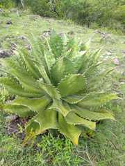 Agave cupreata