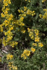 Ivesia gordonii