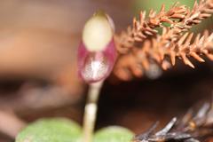 Corybas rotundifolius