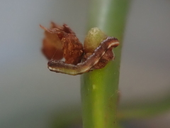 Pseudocoremia suavis