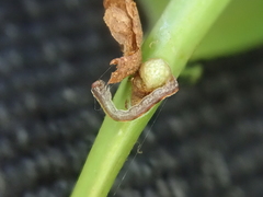 Pseudocoremia suavis