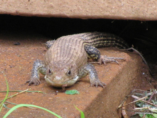 Rough-scaled Plated Lizard