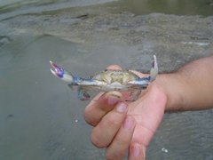 Callinectes arcuatus