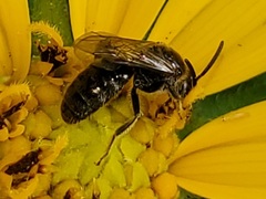 Lasioglossum pectorale