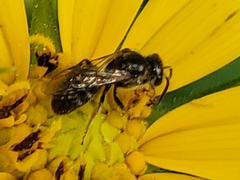 Lasioglossum pectorale