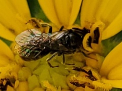 Lasioglossum pectorale