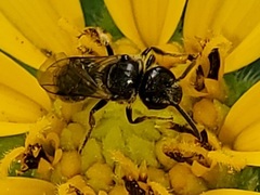 Lasioglossum pectorale