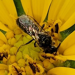 Lasioglossum pectorale
