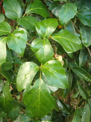 Cissus alata