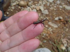 Arrhenodini