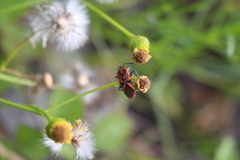Spilostethus furcula