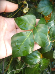 Cissus alata