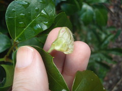 Cissus alata