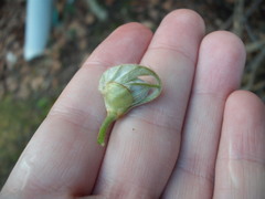 Cissus alata