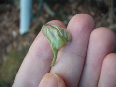 Cissus alata