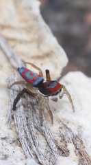 Maratus splendens