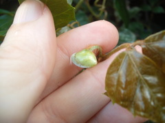 Cissus alata