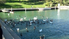 Anser anser domesticus