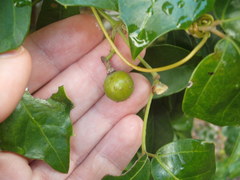 Cissus alata