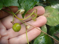 Cissus alata
